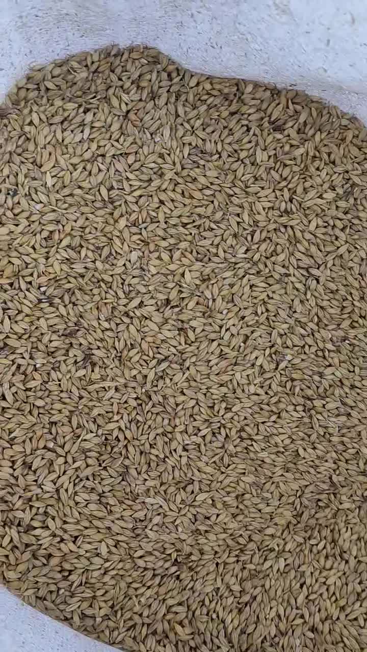 جو خارجی،ینجه،کاه،دامی،بره|لوازم جانبی حیوانات|باغ بهادران, |دیوار