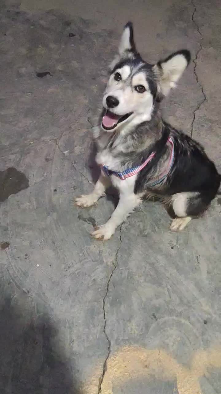 سگ هاسکی خوشکل|سگ|بوکان, |دیوار