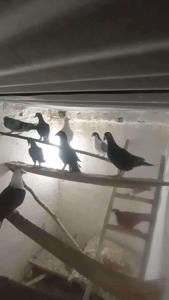 کفتر پرنده|پرنده|نیمبلوک, |دیوار