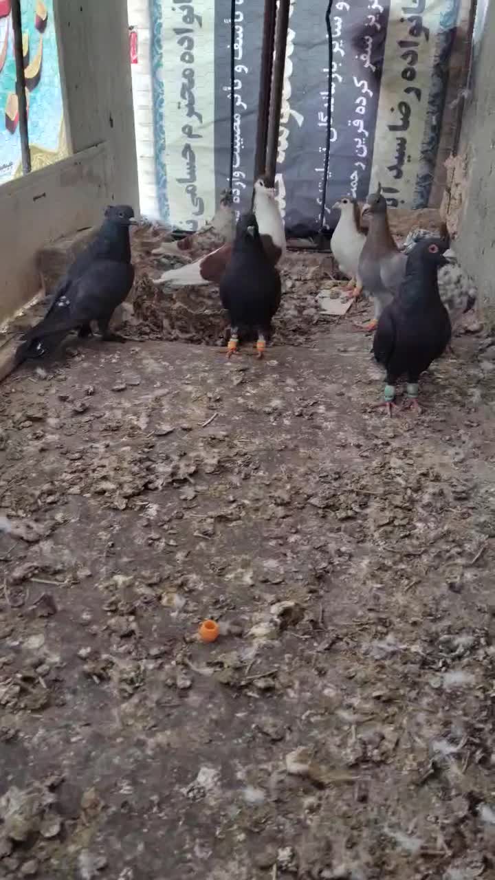 چند تا حیون بیجا و گرفتنی|پرنده|سبزوار, شهرک ابوذر|دیوار