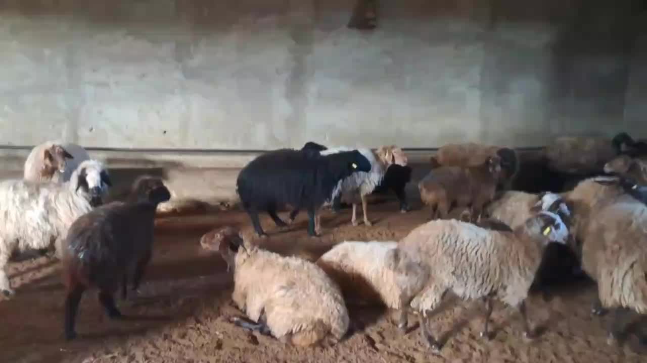 قوچ همو|حیوانات مزرعه|بجنورد, |دیوار