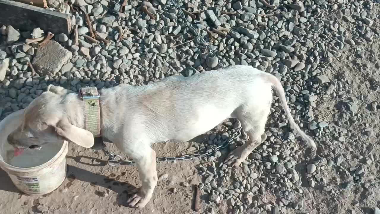 سگ پاکوتاه ماده|سگ|جیرفت, |دیوار