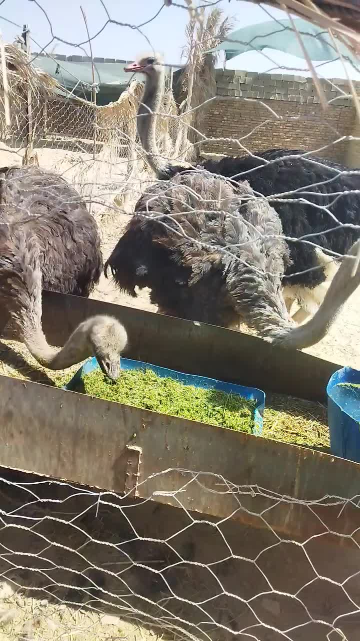 شترمرغ مولد|حیوانات مزرعه|سراوان, |دیوار