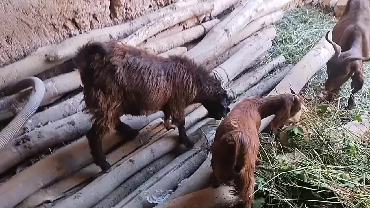 ۳عددبزپاکستانی|حیوانات مزرعه|اسفرورین, |دیوار