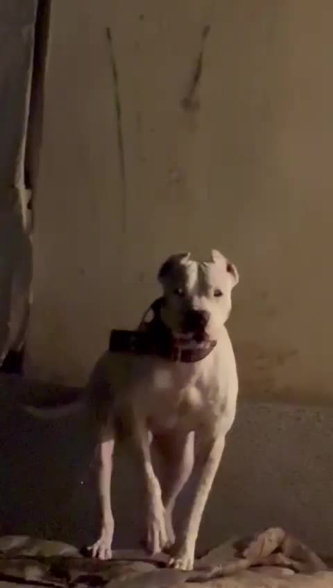 سگ داگو آرژانتینی|سگ|یاسوج, |دیوار