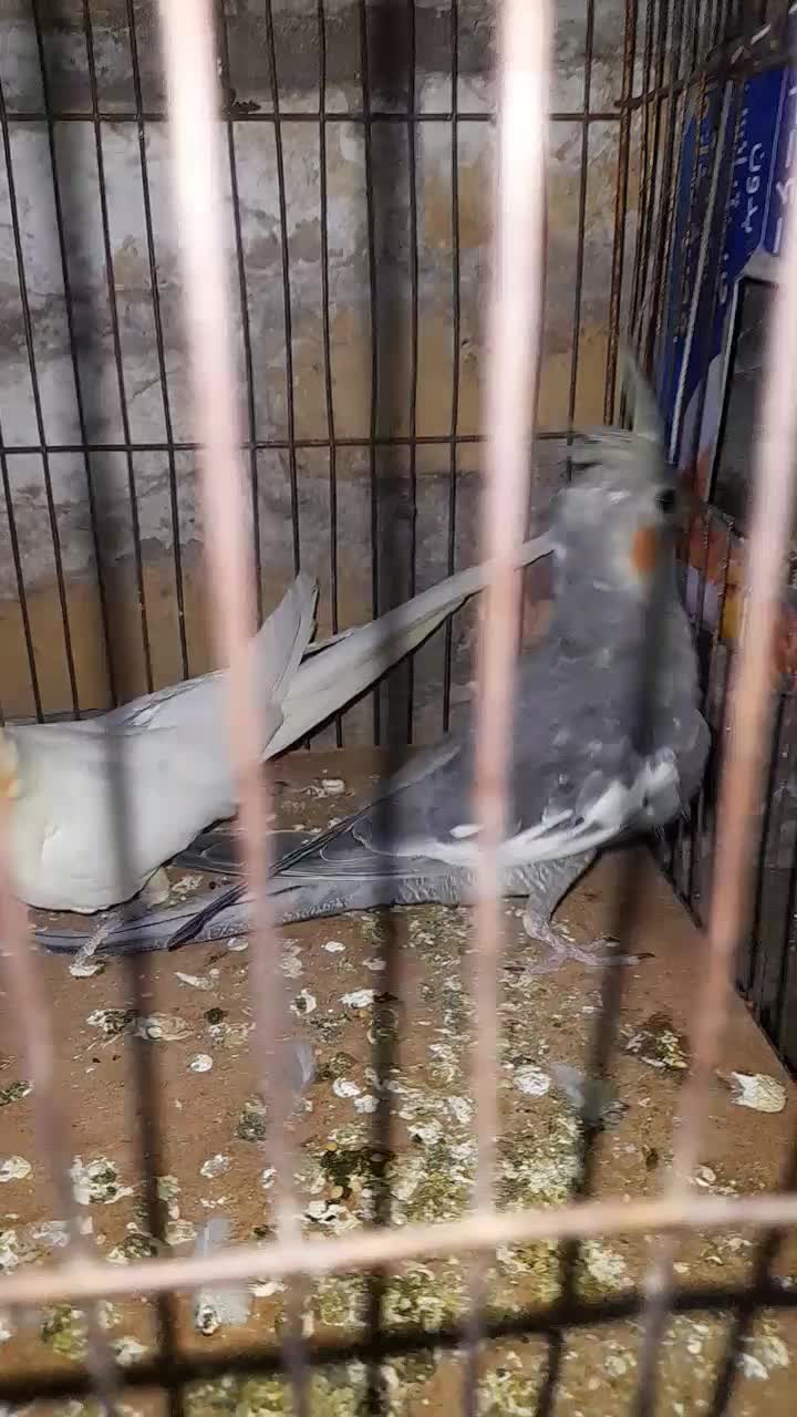 مرغ عشق وعروس هلندی|پرنده|یزد, |دیوار