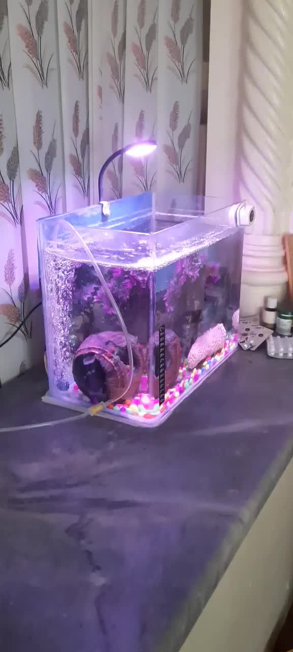 اکواریوم شرکتی لبه دار|ماهی|آمل, |دیوار