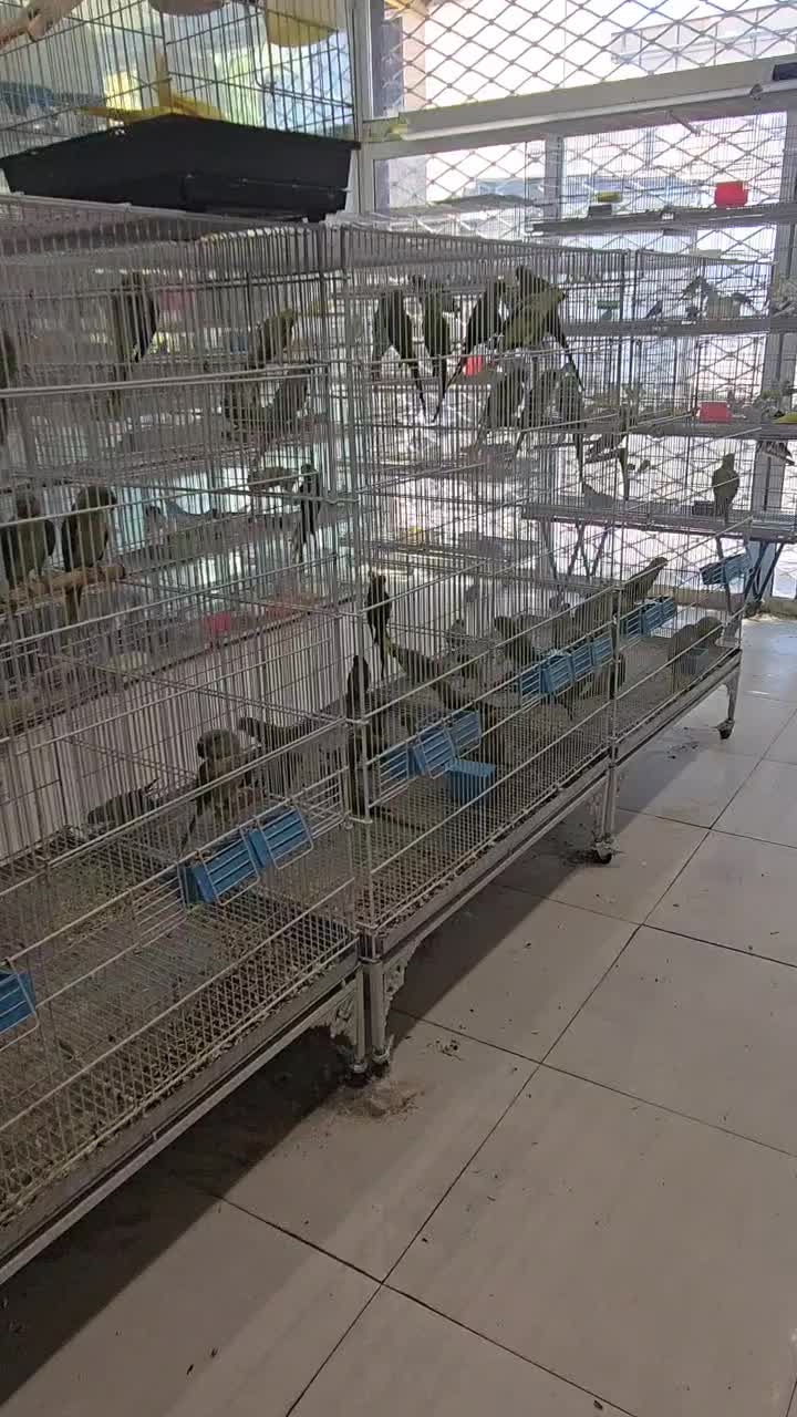 بار جدید 900 جفت جوجه شاه طوطی اروپائی وعروس هلندی|پرنده|بیرجند, |دیوار