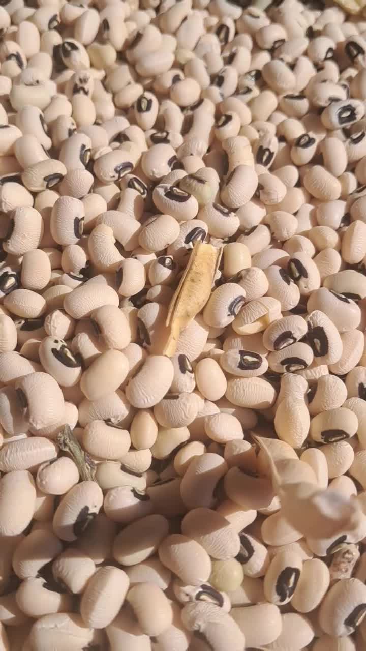 لوبیا آشی محلی(چشم بلبلی) درجه یک و زودپز|خوردنی و آشامیدنی|کوهدشت, |دیوار