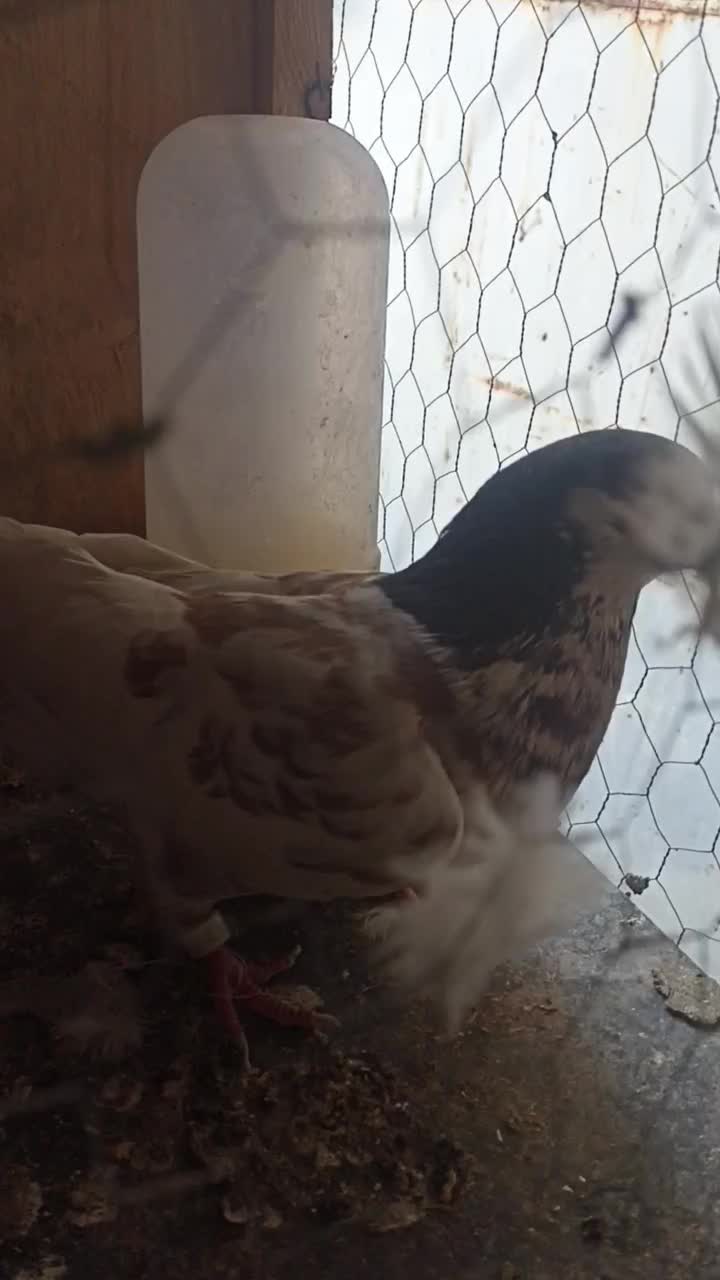 یال قهوه ای|پرنده|کوه چنار, |دیوار