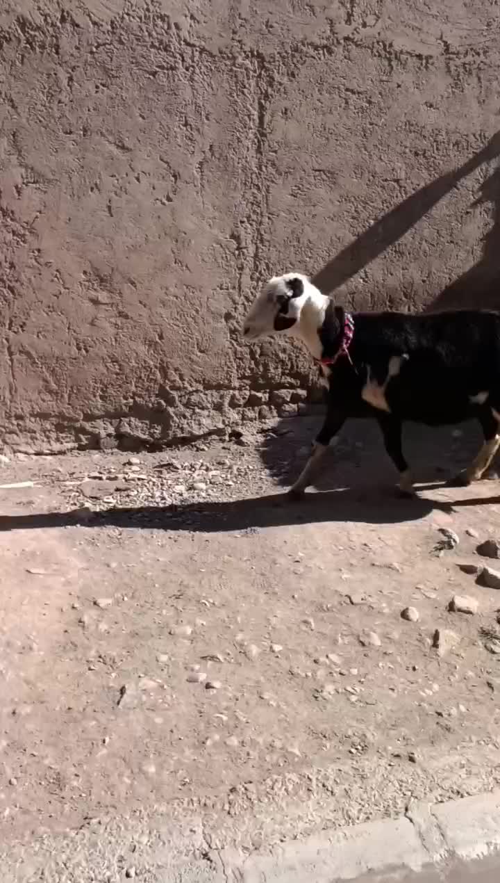 قوچ پلنگی درجه یک|حیوانات مزرعه|بروجرد, |دیوار