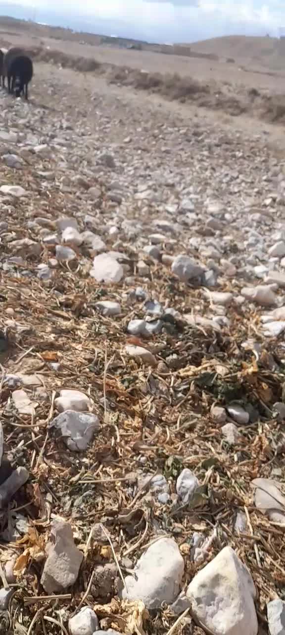 سگ نژاد دار|سگ|سیدآباد, |دیوار