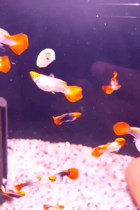 گوپی کوی توکسیدو بالن گریدA|ماهی|بندر ماهشهر, |دیوار