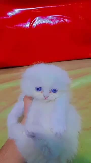 نژاد های اصیل و لوکس در m.k pet|گربه|تبریز, |دیوار