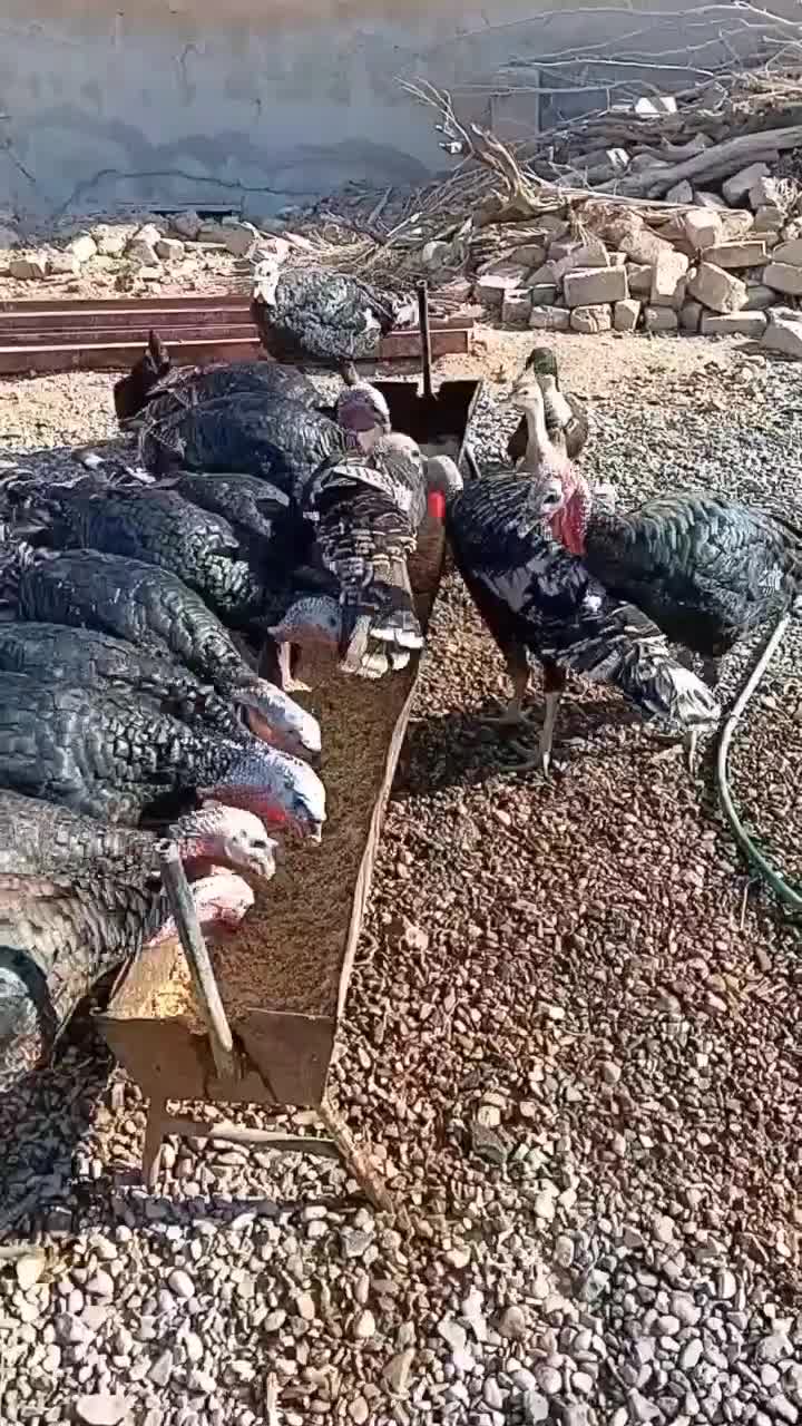 بوقلمون نر کار|حیوانات مزرعه|قمرود, |دیوار