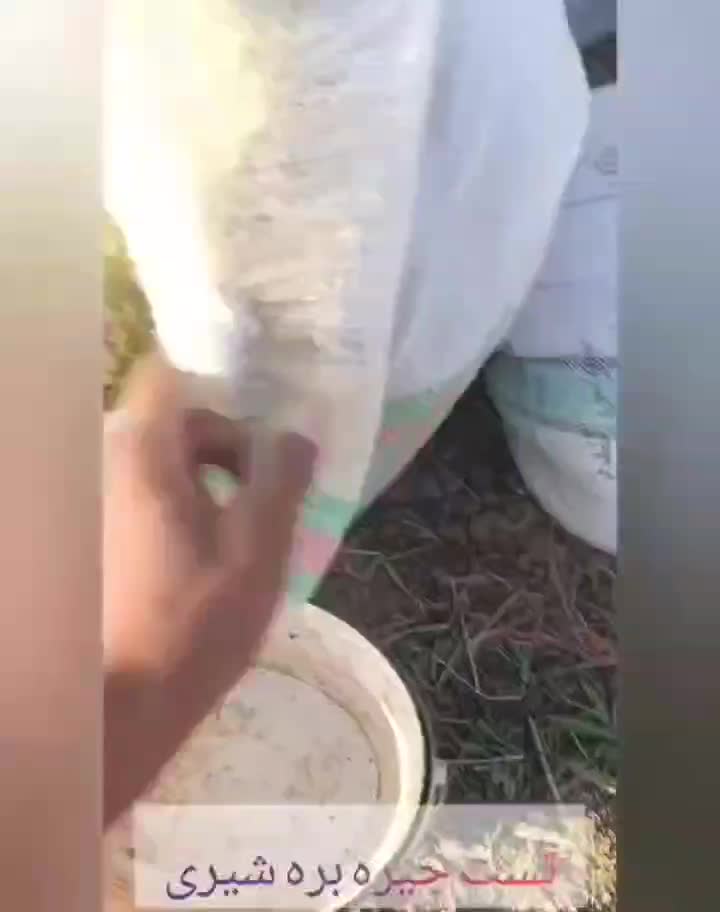 کاه خارشتر خشک شده با خرمنکوب|لوازم جانبی حیوانات|شبانکاره, |دیوار