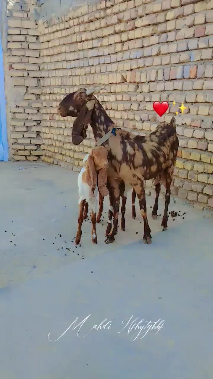 به نام خدا یک راس بزچهل خال جمل زافروشی|حیوانات مزرعه|کاشمر, |دیوار