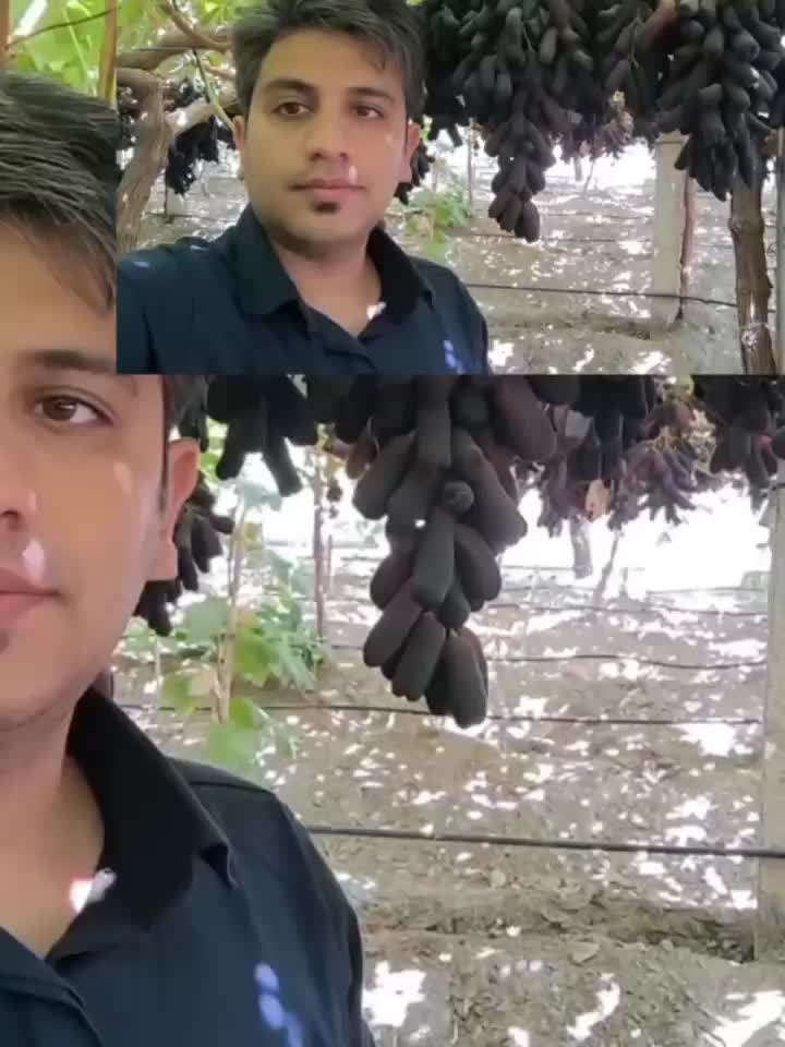 نهال انگور رو از منه تولید کننده بخر، نه دلال.|خدمات باغبانی و درختکاری|شیراز, باغشهر اهل بیت|دیوار