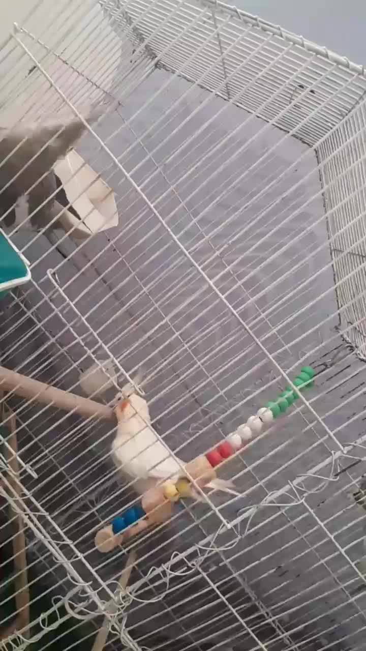 یک جفت عروس هلندی دستی با 4 تا تخم معاوضه هم دارم|پرنده|خاوران, |دیوار