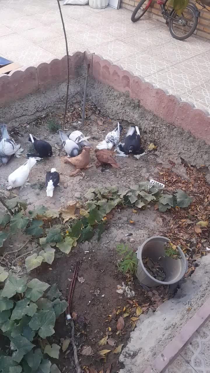 فروش یک لانه کبوتر|پرنده|تبریز, |دیوار