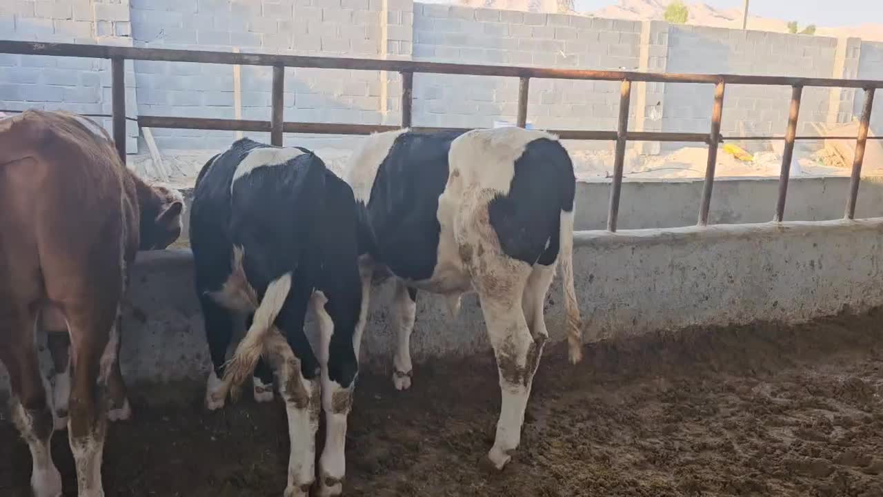 6گوساله نر سیمینتال اصل|حیوانات مزرعه|لامرد, |دیوار