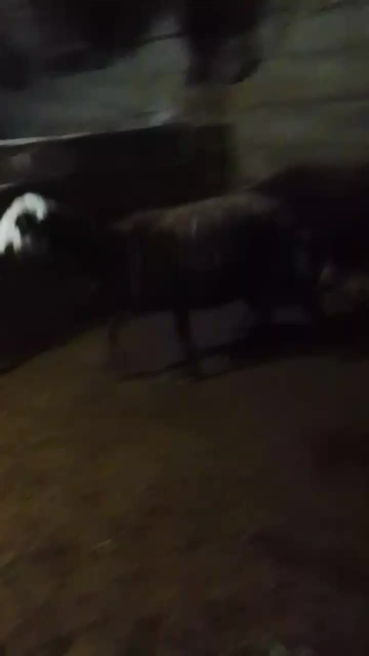 دو راس میش جوان|حیوانات مزرعه|علی‌آباد کتول, |دیوار