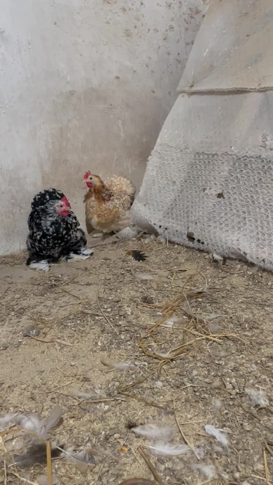 مرغ کوشین|حیوانات مزرعه|لنگرود, |دیوار