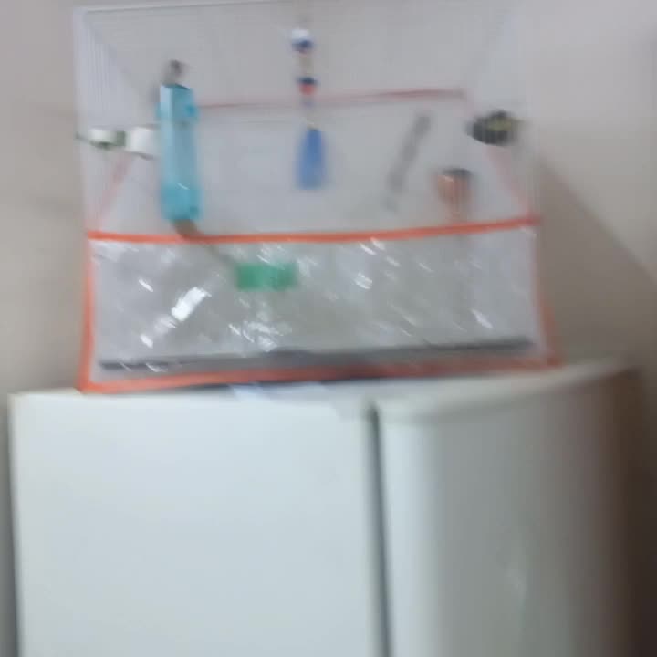 سهره دورگ نر دهن دار|پرنده|مشهد, ابوذر|دیوار