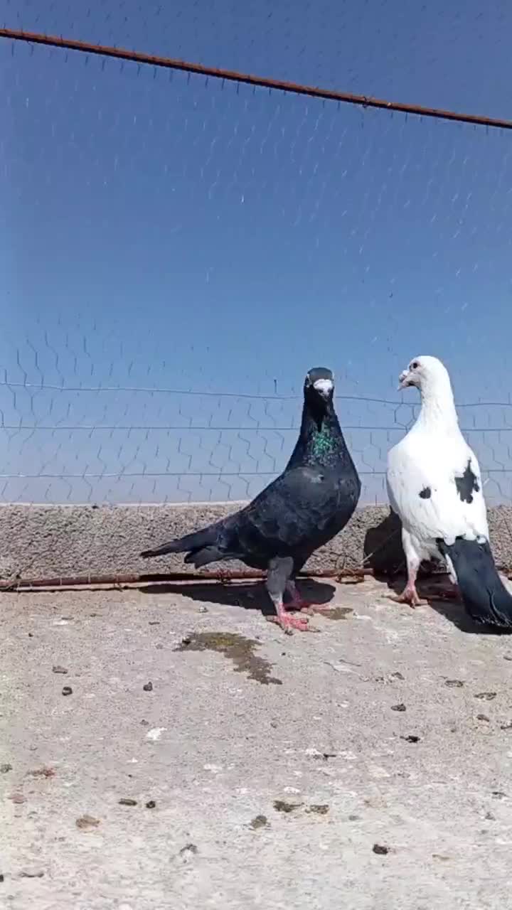 فروشی|حیوانات|تربت جام, شهرک آزادگان|دیوار