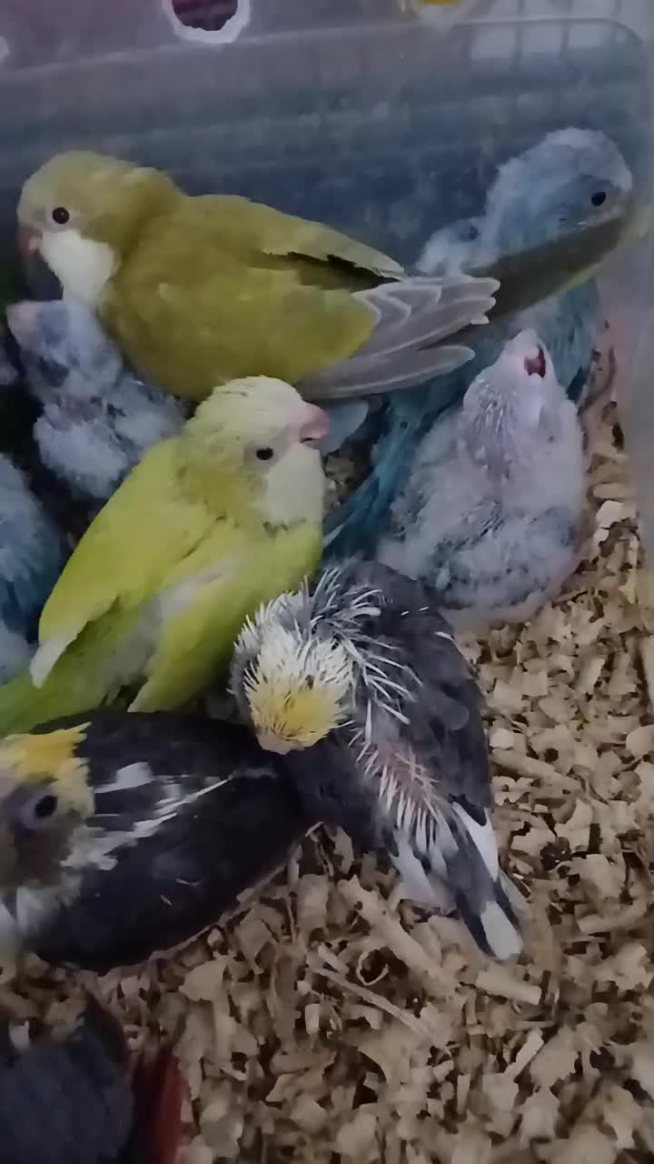 جوجه سرلاکی|پرنده|تهران, شهرک آتی شهر|دیوار