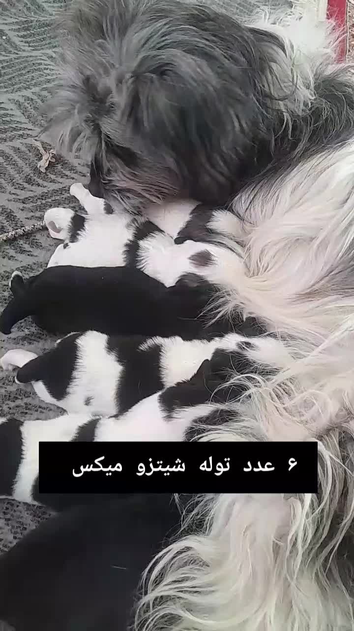 سگ خانگی|سگ|نجفآباد, امام خمینی|دیوار