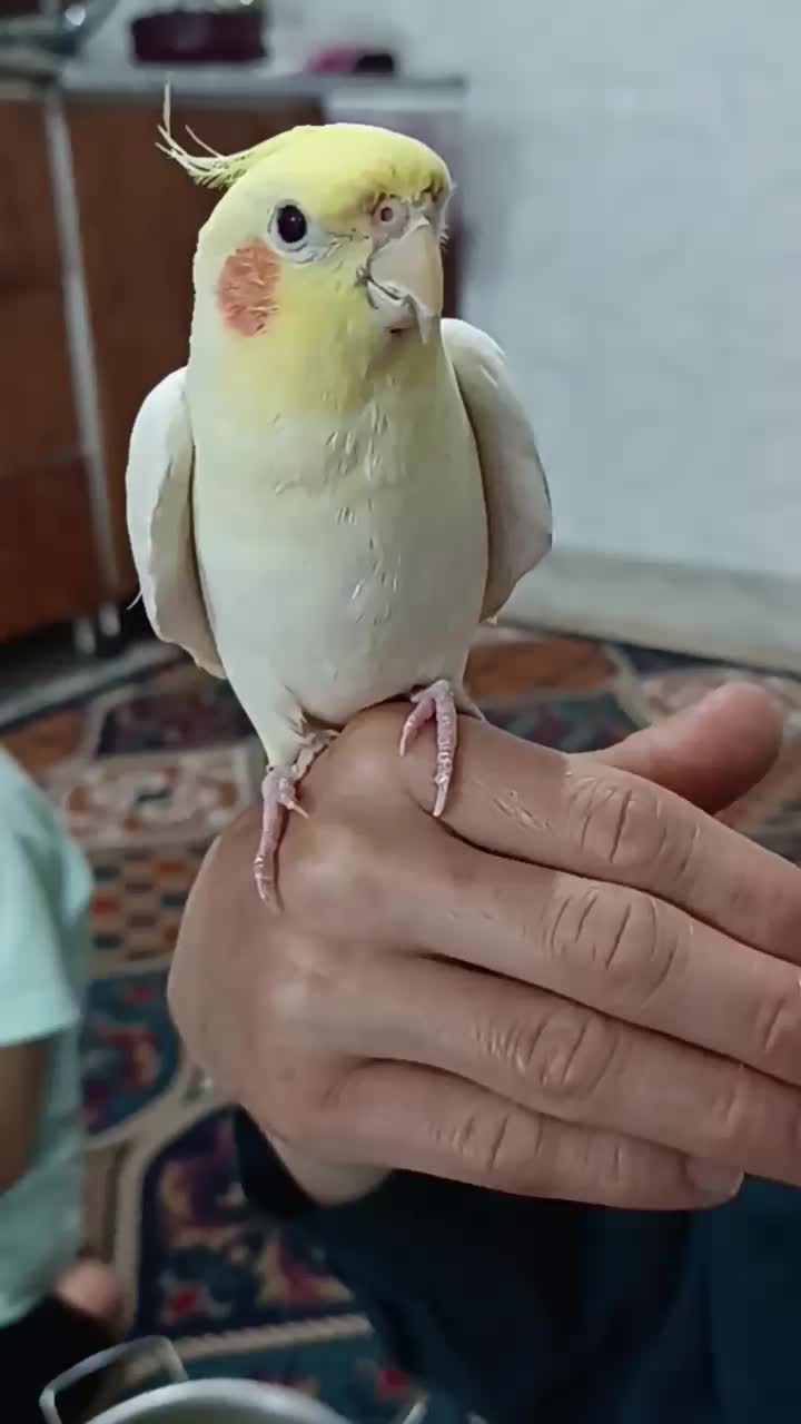 عروس هلندی.نژاد لوتینو.نر جوان.سخنگو کاملا دستی|پرنده|مینودشت, |دیوار