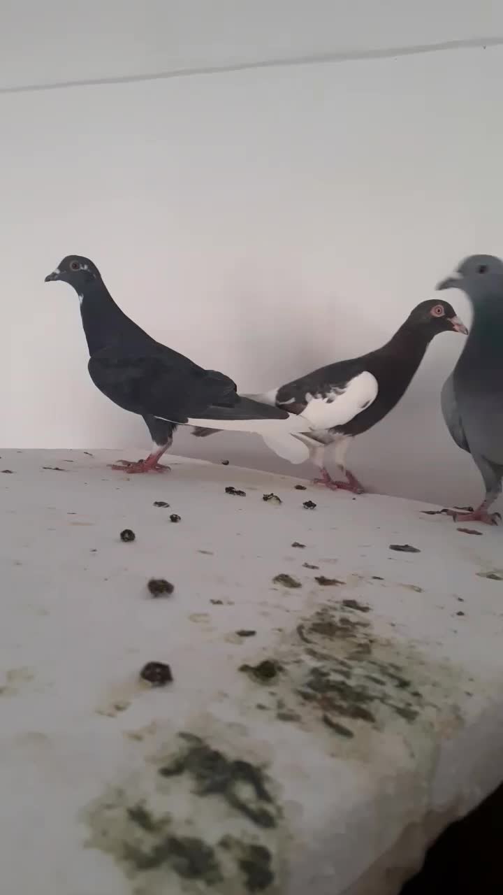 کفتر شکار|پرنده|راور, |دیوار