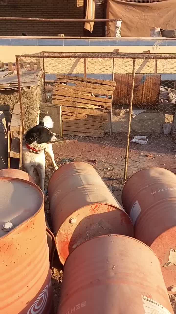 واگذارسگ قهدرجون|سگ|میبد, |دیوار