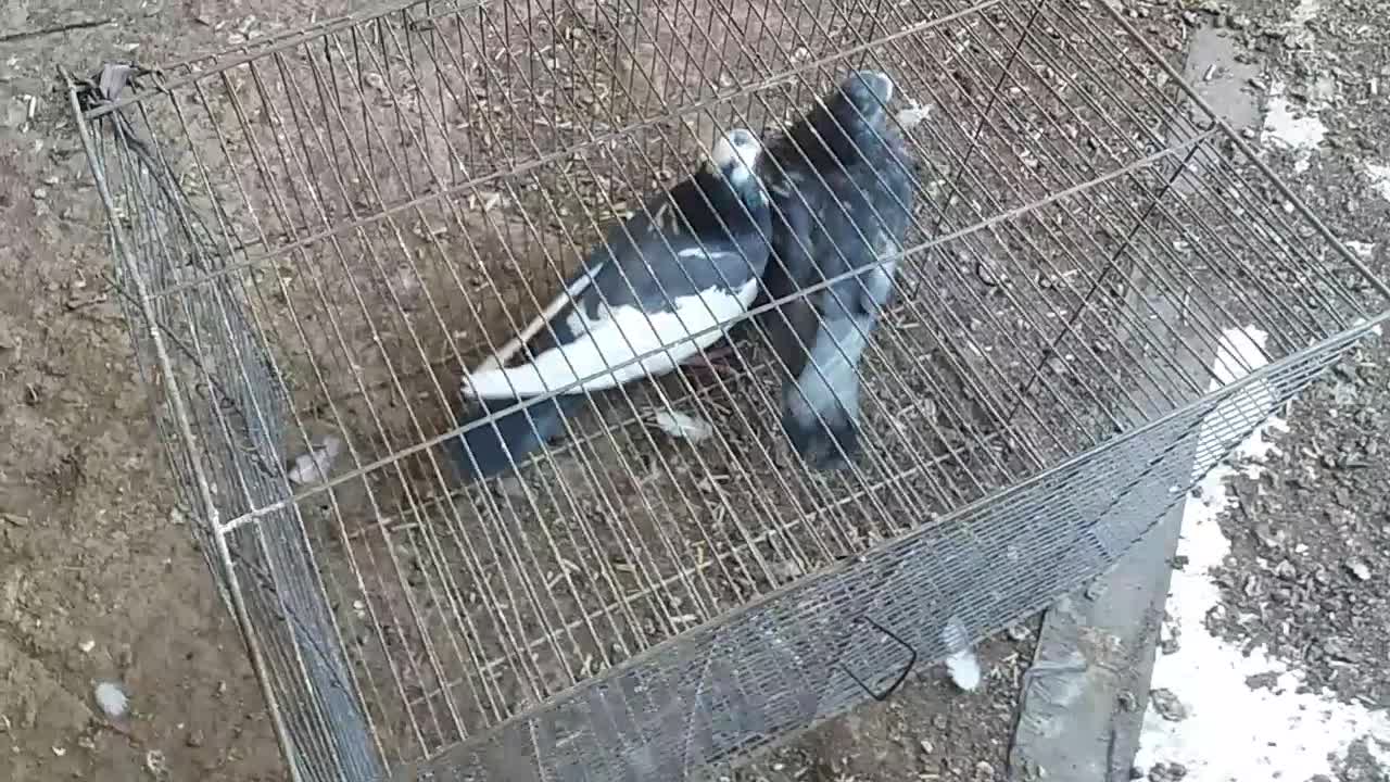 کفترپرشی|پرنده|نوده انقلاب, |دیوار