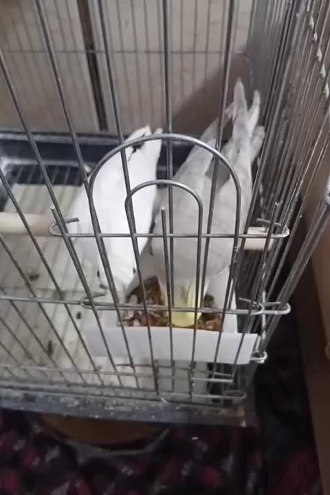 عروس هلندی مولد تضمینی|پرنده|پارس‌آباد, |دیوار