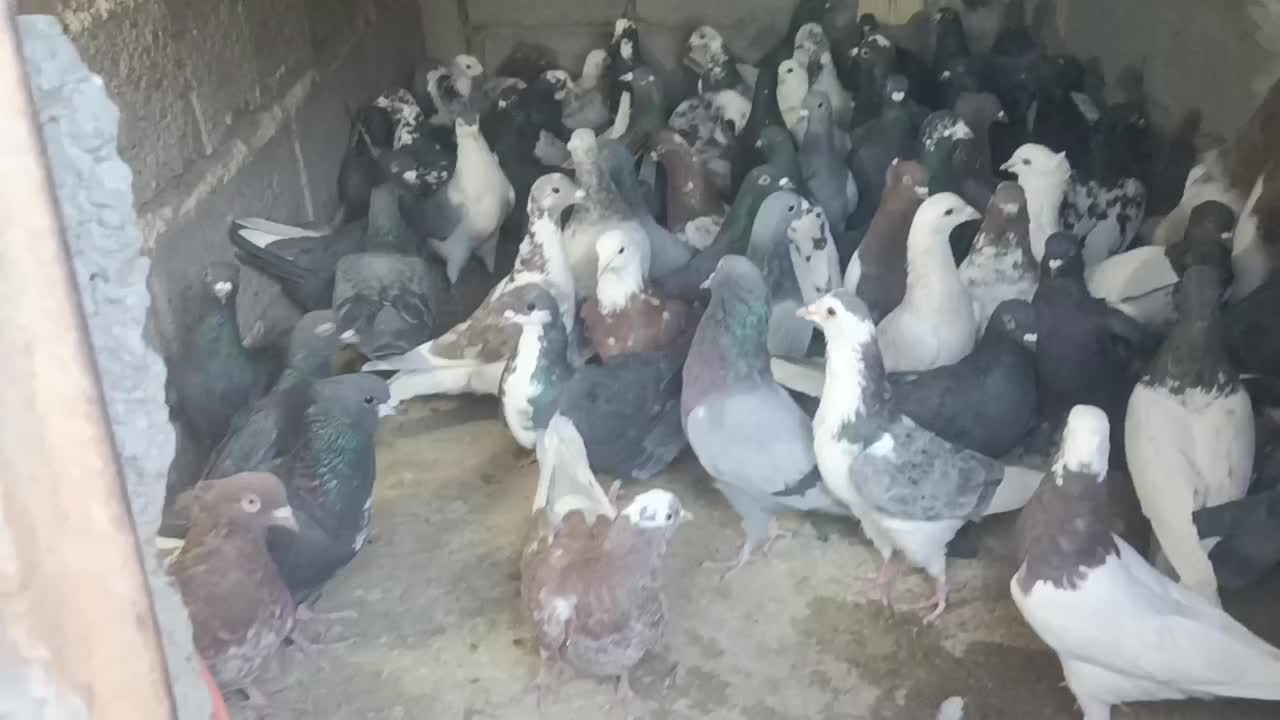 کفتر|پرنده|بم, |دیوار