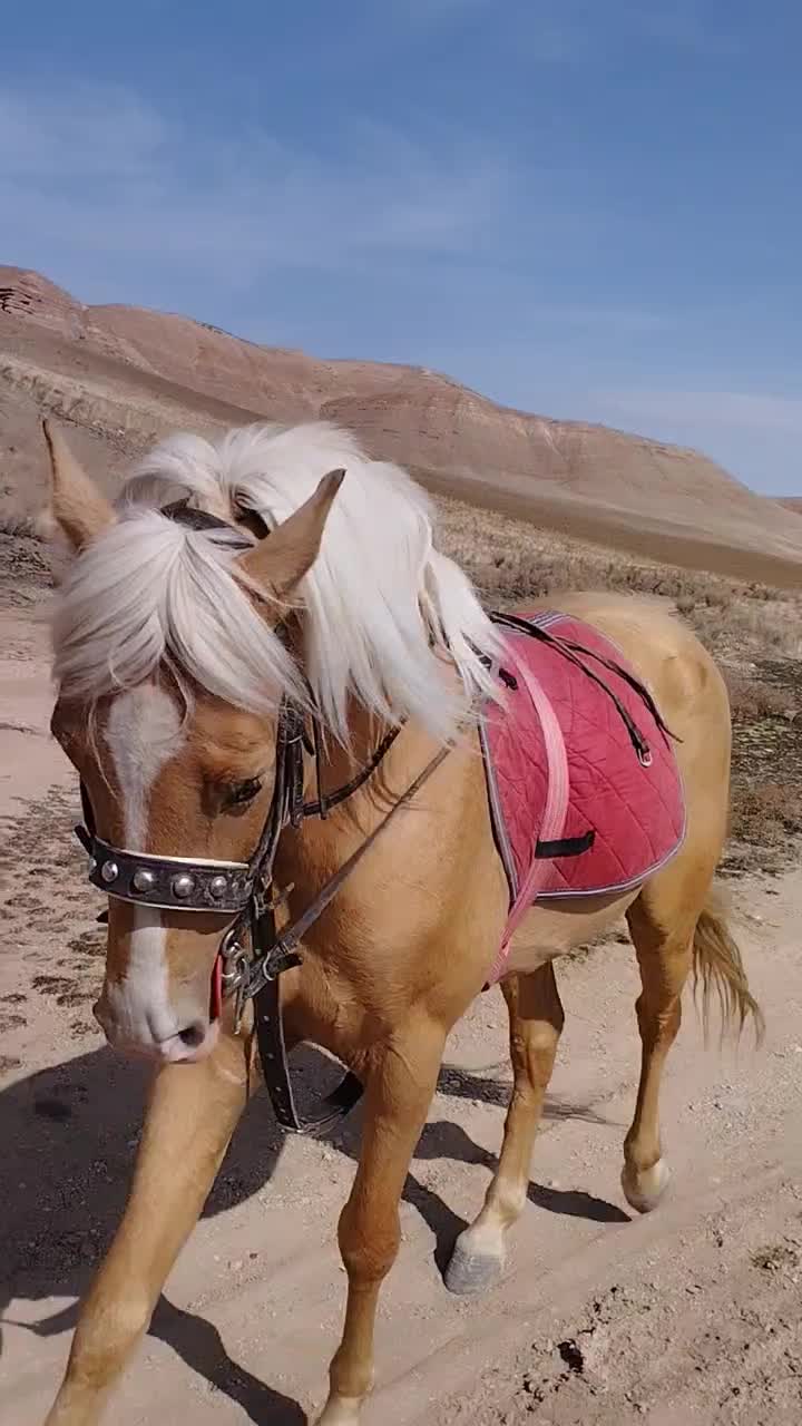 اسب نریان به رنگ سمند یال و دم شسته ۶ساله|اسب و تجهیزات اسب‌سواری|هشترود, |دیوار