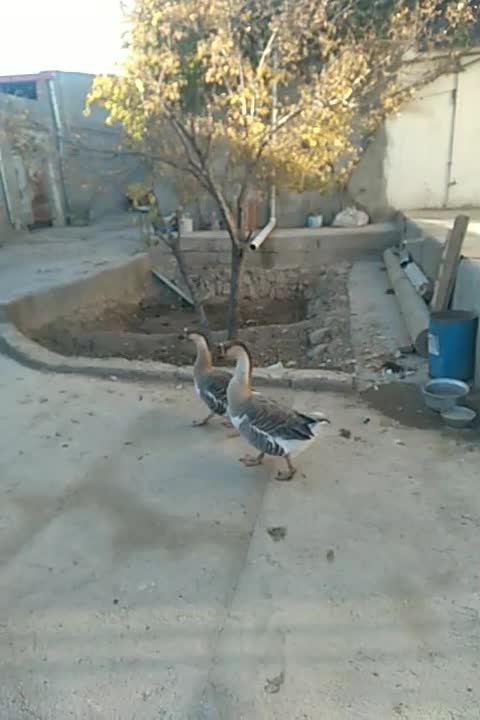 فروش جفت غاز|حیوانات مزرعه|آذرشهر, |دیوار