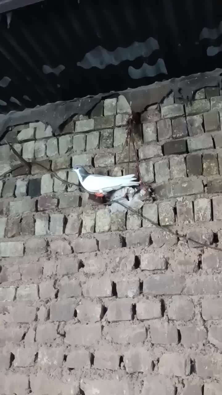 کبوتر شصتی کبود ماده|پرنده|اسفرورین, |دیوار