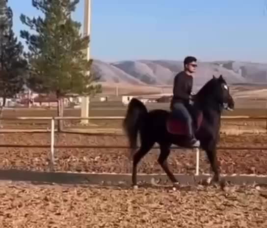 اسب کرد|اسب و تجهیزات اسب‌سواری|بندر انزلی, لیچارگی حسن رود|دیوار