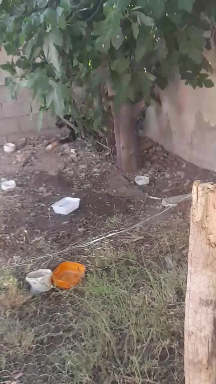 سگ نگهبان|سگ|ایلام, |دیوار