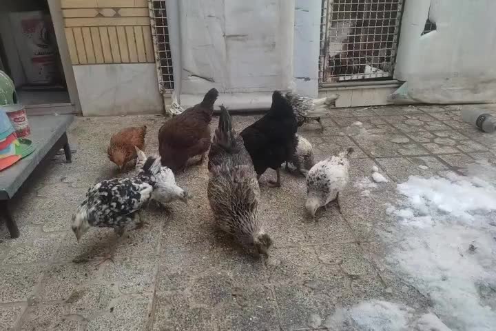 گلین(مرغ و خروس لری عشایری)|حیوانات مزرعه|فولادشهر, C4|دیوار