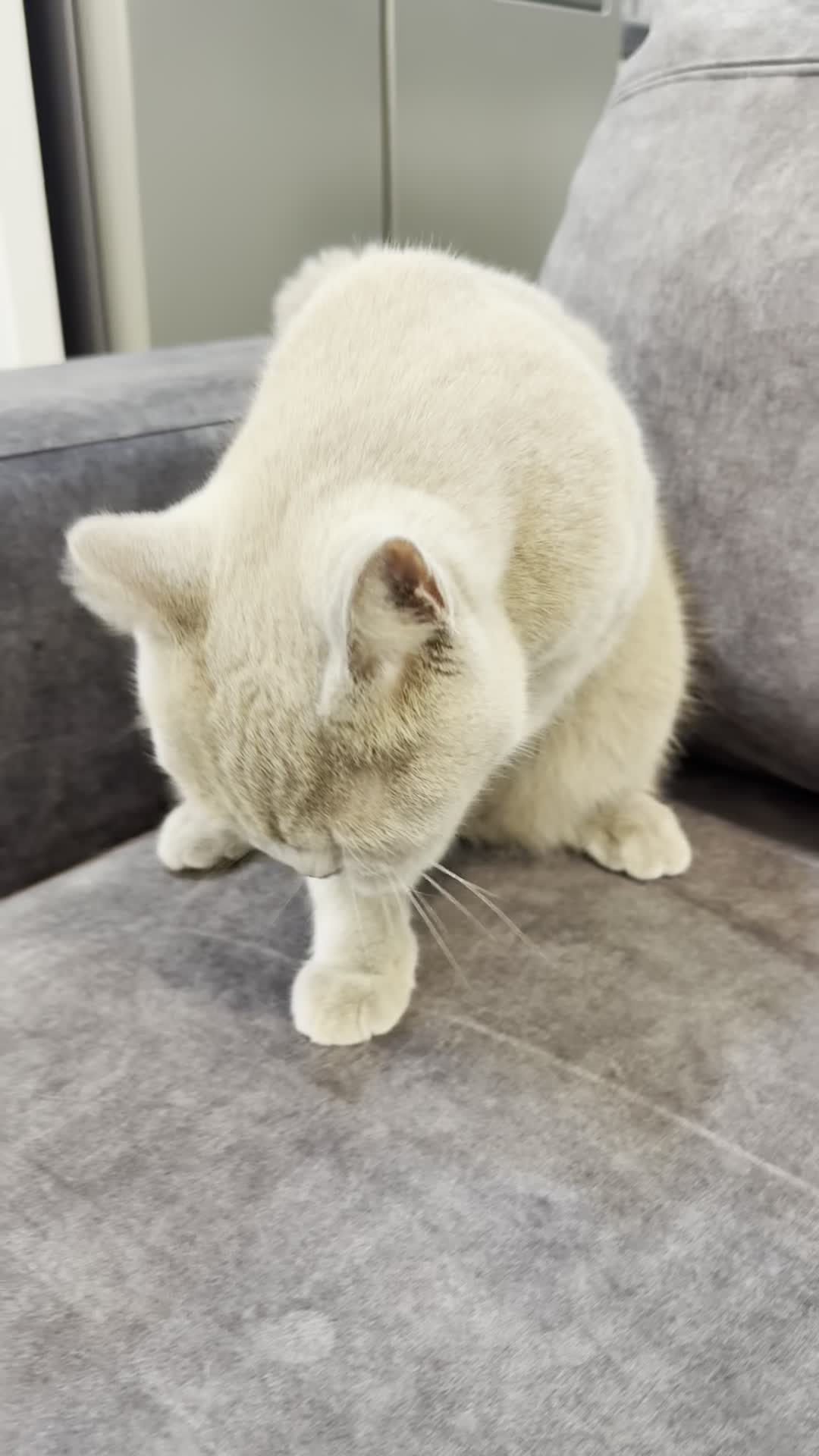 گربه بریتیش رنگ بلو(طوسی)|گربه|اهواز, کیان اباد|دیوار