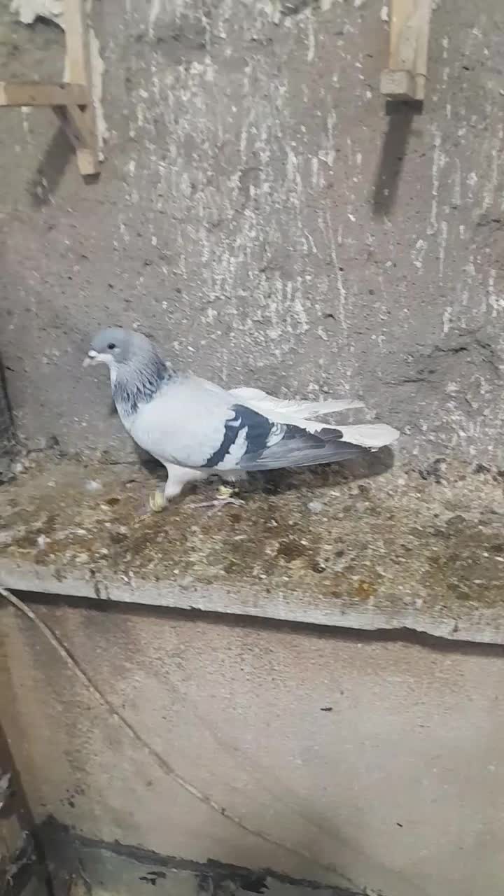 چپ کبود نر|پرنده|قزوین, |دیوار