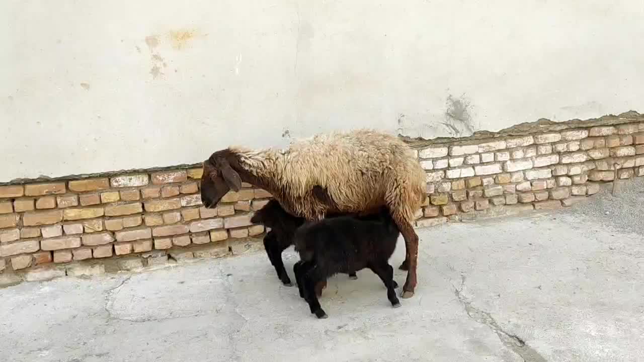 گوسفند دوقلو بره ها هردو ماده کامل خوراکخور|حیوانات مزرعه|بندر ترکمن, |دیوار