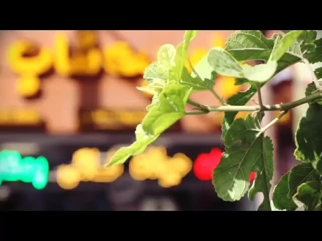 پخش petshop.pomerciti|لوازم جانبی حیوانات|مشهد, زمرد|دیوار