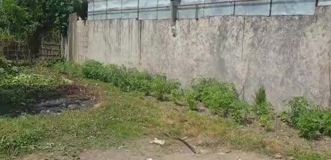 فروش استثنایی زمین 350 متری مسکونی سنددار در ضیابر|فروش زمین و ملک کلنگی|ضیابر, |دیوار