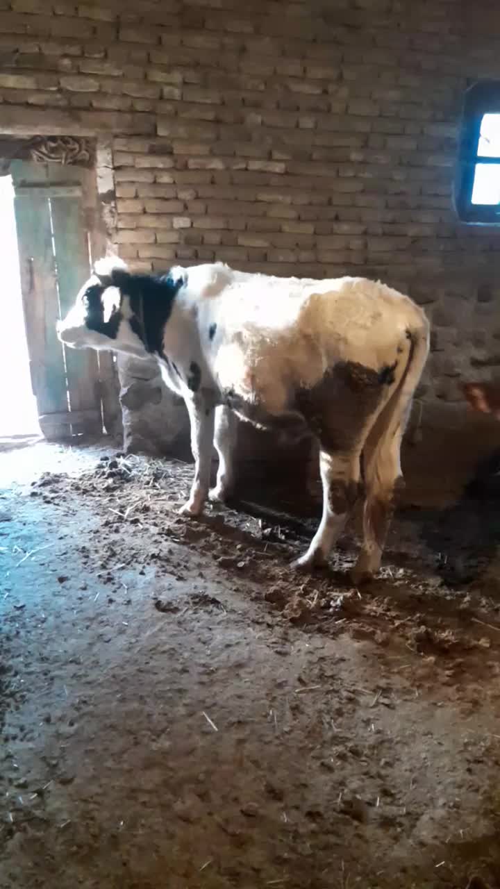 گوساله نر|حیوانات مزرعه|نیر (اردبیل), |دیوار