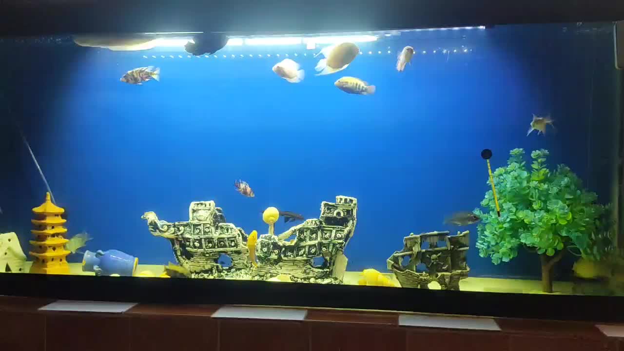 آکواریوم حرفه ای تمیز مرتب سالم|ماهی|خرمآباد, |دیوار